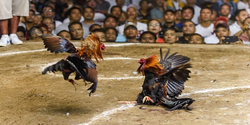 Kinh nghiệm lựa chọn thần kê dũng mãnh dành cho kê thủ